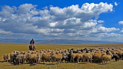 «Қойшы иесінің малын 16 млн теңгеге сатып жіберген»: Түркістандық шаруа жанайқайын жеткізді