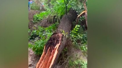 Талдықорғанда 59 жастағы тұрғынның үстіне ағаш құлады