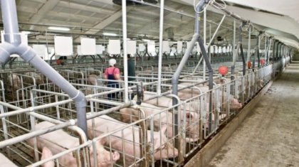 Шығыс Қазақстанда шошқа етін өндіретін кешен салынбақшы