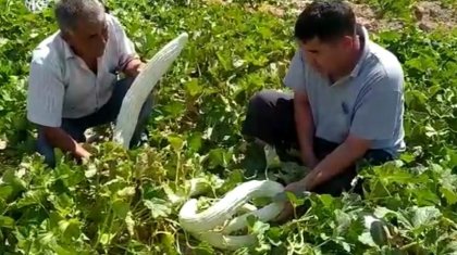 Созақта шаруа ұзындығы 1,5 метр болатын «анаконда» өсіріп жатыр (ВИДЕО)