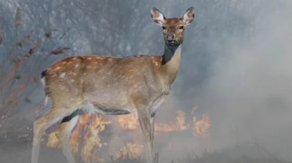 Қостанайдағы өрт кезінде өлген мал мен құстардың саны есептелді
