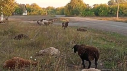 «Химикаттан уланған»: Солтүстік Қазақстанда бір отар қой қырылып қалды