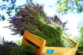 Елімізде дәрілік өсімдіктер жойылып барады