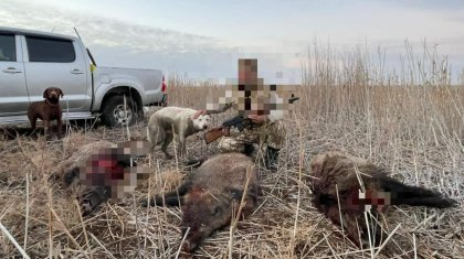 Атырау іргесіндегі елді мекенде жабайы қабандар жүр