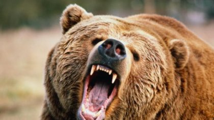 Зоопарк қызметкерін аю талап өлтірді