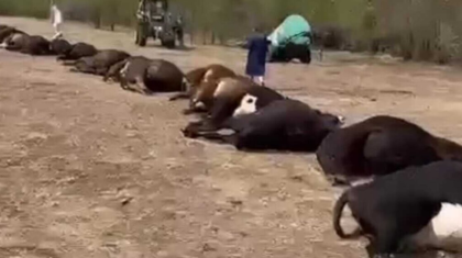 Павлодар облысында ірі қара мал жаппай қырылып қалды