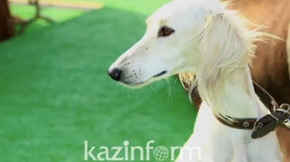 Қазақы тазылар тарихта тұңғыш рет Дүниежүзілік иттер көрмесіне қатысады