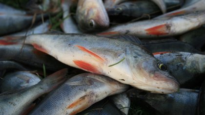СҚО су қоймаларында балық неге қырылып жатыр?