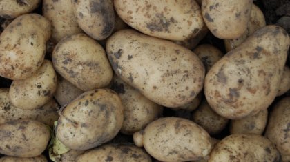 Қызылорда облысында ауыл тұрғыны қойдың жүніне картоп еккен