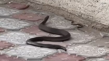 Ақтауда қаптап кеткен жыландар жұртты шошытты (ВИДЕО)