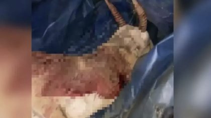 Қостанай облысында киік қаққан жүргізуші сотталуы мүмкін