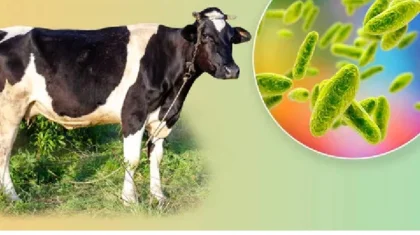 Ресейдің Атыраумен шекаралас өңірінде екі жұқпалы аурудың ошағы анықталды