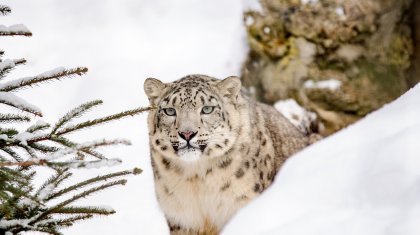 Жортуылдаған қар барысының видеосы тарады