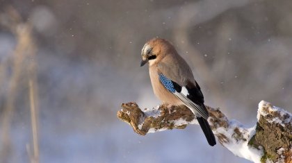 Еліміздің басым бөлігінде жауын-шашынсыз ауа-райы сақталады