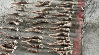 Киік мүйіздерін Қытайға шығармақ болған қазақстандық ұсталды