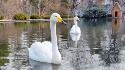 Алматыдағы ботаникалық баққа аққулар оралды (ВИДЕО)