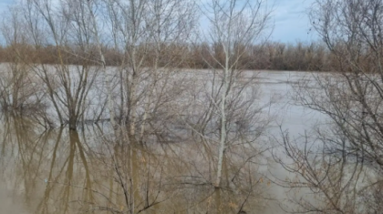 Жайық өзеніндегі су деңгейі бір тәулікте 13 сантиметрге көтерілді