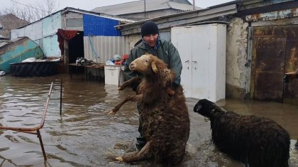 «Үш куәгер керек»: Министр құжаты жоқ өлген мал үшін өтемақыны қалай алуға болатынын түсіндірді