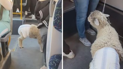 «Қазір жетектеп жүр, Құрбан айтта көреміз»: Алматыда жөргек киген қозы автобусты кезіп жүр