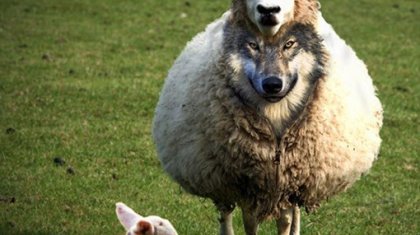 «Ол туралы тірі жан білмейді»: Кәсіпкер педофилдерді қой терісін жамылған қасқырға теңеді