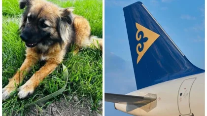 «Бейшара жануар тамақсыз, сусыз қалды»: Air Astana компаниясының салғырттығынан итін жоғалтқан оралдық әйел халықтан көмек сұрады