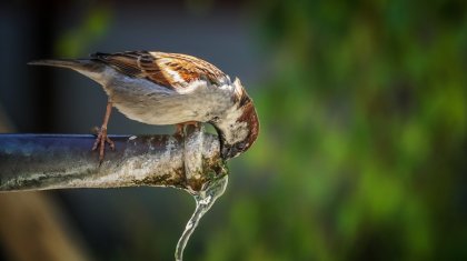 41 градус ыстық: Cиноптиктер алдағы үш күнге ауа райы болжамын ұсынды