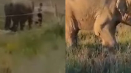 Балқаш маңында пілдер жайылып жүр (ВИДЕО)