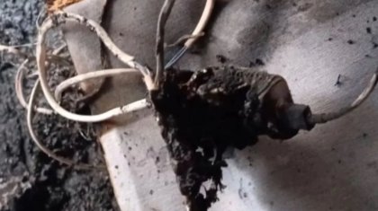 Телефонның қуаттағышы жарылған: Петропавл тұрғыны хәл үстінде жатыр