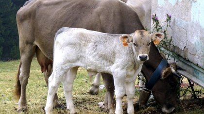 Қарағанды облысында бұзаулар жаппай қырылып, қыстақ карантинге жабылды