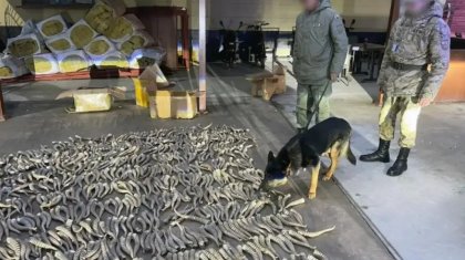 2 миллиард теңге шығын: киік мүйізін шетелге әкетпек болғандар қолға түсті