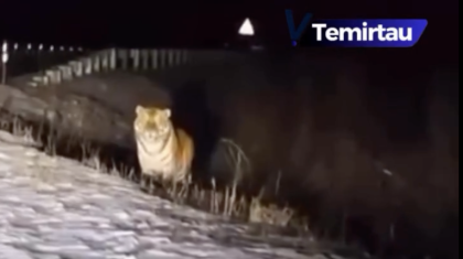 Теміртау көшелерінде жолбарыс жүргені рас па? (ВИДЕО)