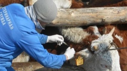 Атырауда тағы бір адамнан сібір жарасы анықталды