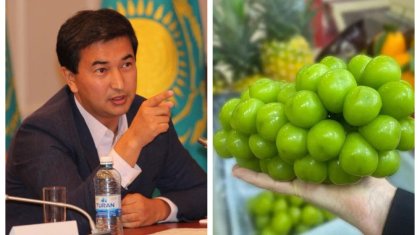 Шайн мускат жүзімін алған надандарға түйенің құмалағын да сатып жіберуге болады – Экс-шенеунік (ВИДЕО)
