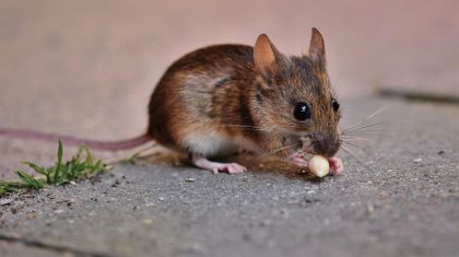 Қызылорда облысындағы балабақшаның асханасын тышқан жайлаған