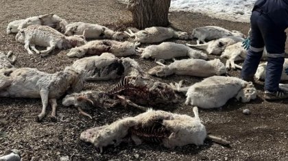 Ұлытау облысында үш мың киіктің өлексесі табылған (ВИДЕО)