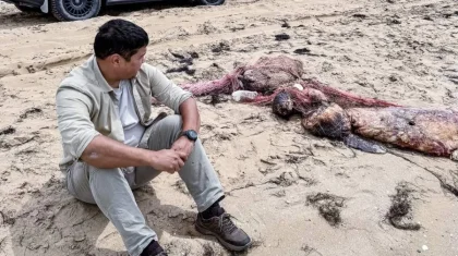 Каспий жағалауынан 200-ге жуық итбалықтың өлексесі табылған (ВИДЕО)