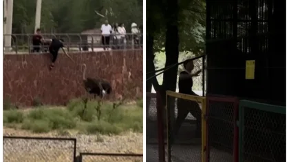 «Бұл жабайылық»: Шымкентте ер адам хайуанаттар бағындағы жануарларды теуіп үркіткен (ВИДЕО)