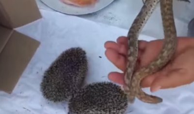 «Жылан мен кірпі етінен сорпа»: Желіде онкологиядан айықтыратын халық емі талқыға түсті (ВИДЕО)