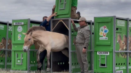 Қазақстанға керқұландардың жаңа тобы келіп жетті (ВИДЕО)