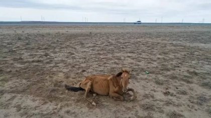 Түркістанда қуаңшылық күшейді: мал қырылып, жайылымдар жарамсыз күйге түсті