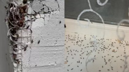 Алматыда қандала қаптады: қабырғадан өтіп, жарыққа ұмтылатын жәндік тұрғындарды әбігерге салды