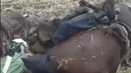 Қатты соққан найзағайдан малшы, екі жылқы мен ит мерт болды (ВИДЕО)