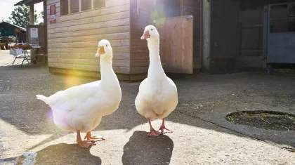 Солтүстік Қазақстанда құстар жаппай қырылуда: халық ашулы, билік үнсіз (ВИДЕО)