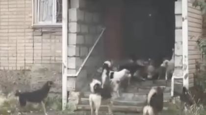 Петропавлды қаңғыбас иттер басып алды: тұрғындар балаларын мектепке шығарып салудан қорқады