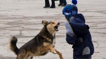 «Тәрбиеші ұйықтап жатқан»: Балабақшада 2 жасар баланы иттер талап өлтірді