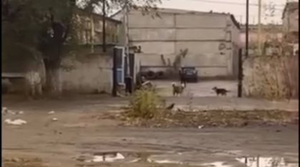 Ақтөбеде гараж маңында балалар мен қаңғыбас иттер бірге жүр (ВИДЕО)