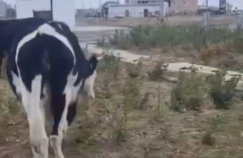 Құлсарыда мал ағаштарды жеп тастады: тұрғындар биліктің әрекетсіздігіне наразы