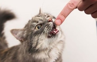 Маңғыстау облысында қаңғыбас мысық тістеп алған ер адам көз жұмды