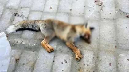 Маңғыстауда екі оқушыға жабайы түлкі шапқан