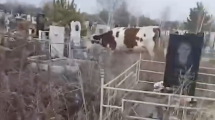 Қостанайда масқара жағдай: зиратты сиырлар басып жүр, ал әкімдік мәселені жылдар бойы шеше алмай келеді